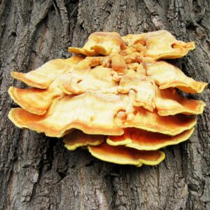 Orange-gelber Konsolenpilz: der Schwefelporling an rauer Baumrinde