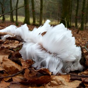 An einem Ast wachsen feine weiße Pilz-Fäden