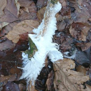 Holzstück am Boden ist von Haareis umschlossen