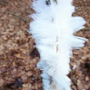 Feine weiße Eisfäden an einem Holzstück