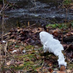 Aus einem abgebrochenen Ast auf dem Boden quillt Haareis