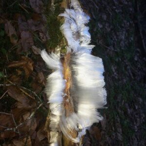 Holzast aus dem die feinen Fäden des Haareis wachsen