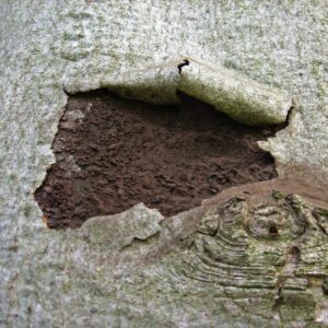 Dunkelbraune Pilzsporen zeigen sich unter aufgeplatzter Ahornrinde.