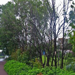 Eine Gruppe von Ahorn-Bäumen am Gehweg entlang ist abgestorben. Es sind nur noch kahle Kronen zu sehen.