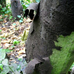 Großflächig abgeplatzte Rinde mit schwarzen Sporen darunter