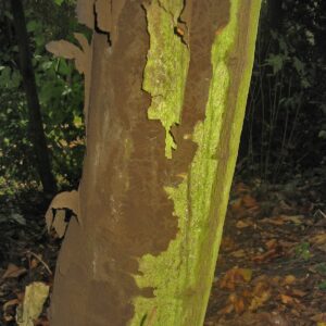 Grüne Rinde des Ahorn mit darunter liegenden braun-schwarzen Pilz-Sporen