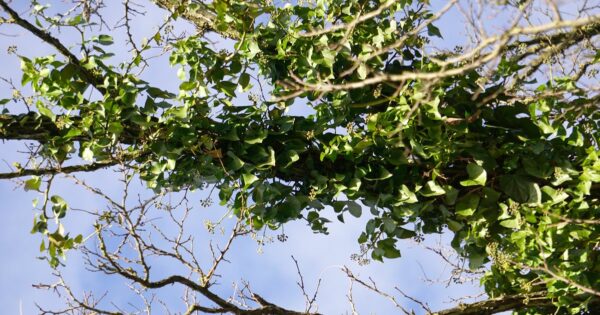 Efeupflanzen in der Krone eines Baumes