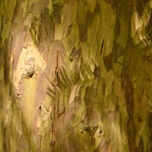 Glatte fleckige braune Eiben-Rinde