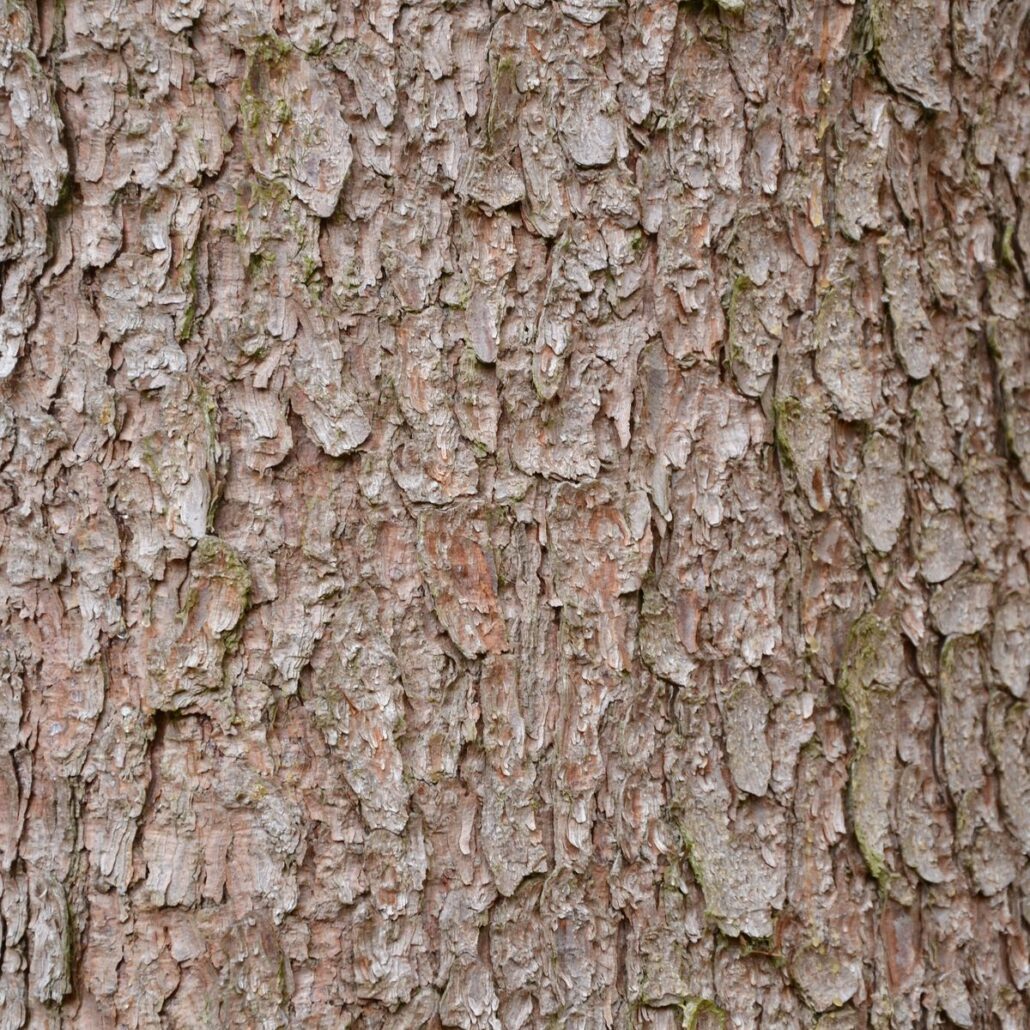 Baumrinde – Die Haut des Baumes - Baumpflegeportal