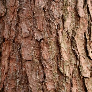 Grobschuppige gefurchte rotbraune Kiefern-Rinde