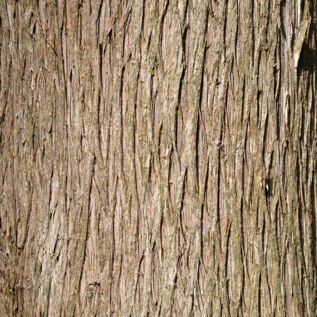 Baumrinde – Die Haut des Baumes - Baumpflegeportal