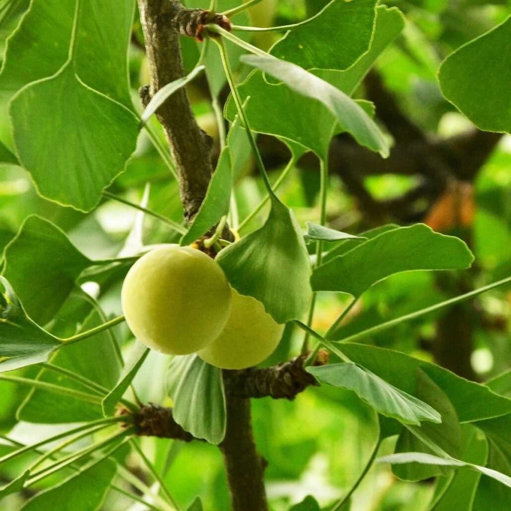 Strenger Duft im Herbst Der stinkende Ginkgo Baumpflegeportal