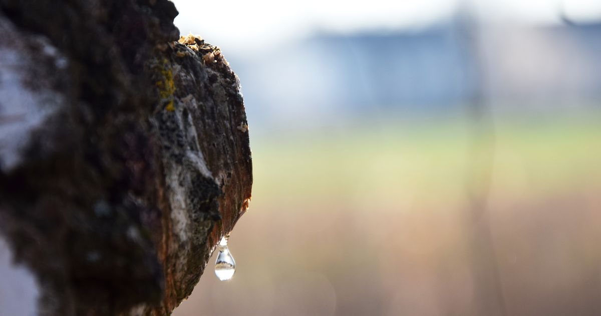 Blutende Bäume: Nach dem Baumschnitt im Frühling tropft es aus den Ast-Wunden.