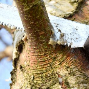 Fachgerechter Astschnitt mit der Handsäge