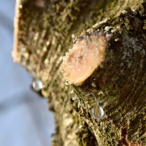 Ein Wassertropfen rinnt von einem Aststummel