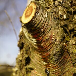 Schnittstelle am Ast "blutet": Baumsaft läuft ab