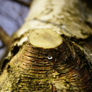 Aststummel mit Wassertropfen