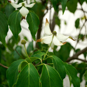 Blühender Blumenhartriegel mit weißer Blüte