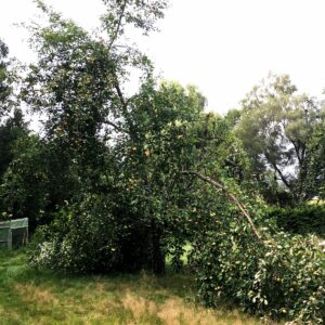 Großer Ast voller Früchte eines Apfelbaumes ist abgebrochen