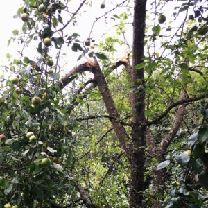 Zwei abgebrochene Äste an einem Apfelbaum