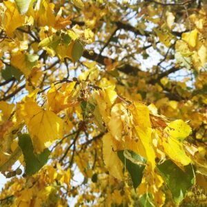 Dürre und eingerollte, gelb verfärbte Lindenblätter