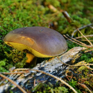 Pilz auf dem Waldboden