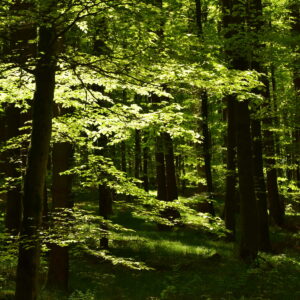 Laubwald wird von Sonne durchflutet.