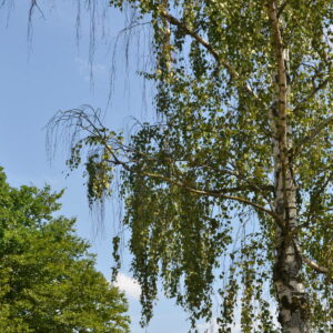 Zweige einer Birke zeigen Blattverlust aufgrund von Trockenstress.
