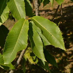 Blätter der Esskastanie mit Zähnchen am Rand