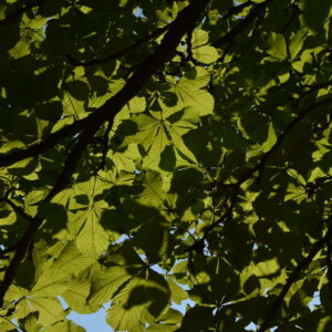 Blätter der Rosskastanie an einem Ast von unten im Gegenlicht.