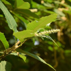 Zweig der Esskastanie mit einer Blüte, die länglich aus den Blättern herausragt.