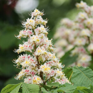 Weiß-rosa Blüte der Rosskastanie ragt aus den Blättern