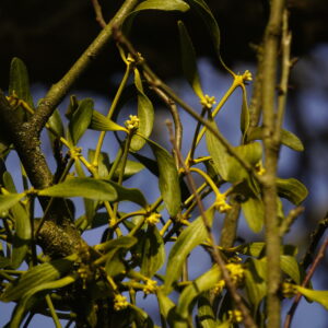 Mistel mit grünen Blättern und gelben Blüten.