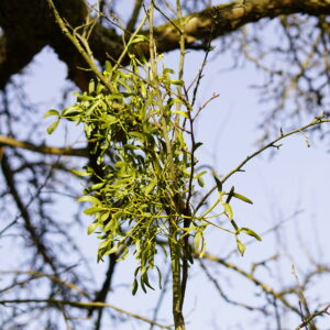 Junge Mistel an einem Apfelbaum.