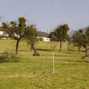Streuobstwiese mit vielen Misteln in den Apfelbäumen.