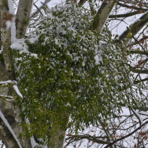Mistel im Baum mit Schnee auf den Blättern