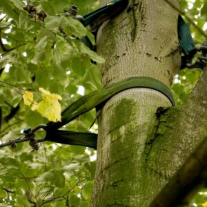 Buchenstämmling mit Kronensicherung