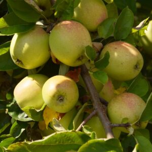 Dutzende Äpfel an einem Zweig