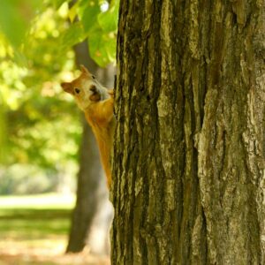 Eichhörnchen mit Nuss im Maul klettert einen Baumstamm hoch