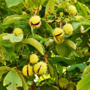 Kastanienbaum voller reifer und aufgeplatzter Früchte