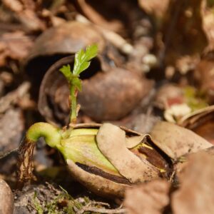 Keimling einer Eiche, der aus der Eichel wächst