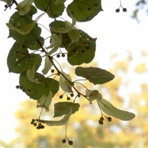 Zweig einer Linde mit vielen Früchten