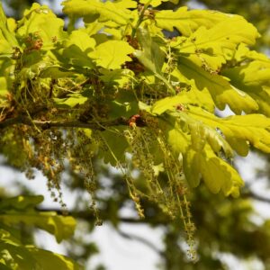Blühende Stiel-Eiche