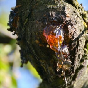 Gelber Gummifluss an einer alten Schnittwunde an Kirsche.