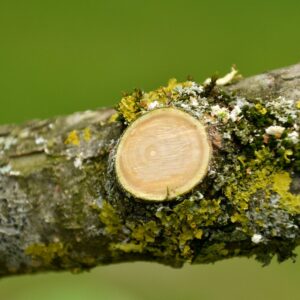 Richtig durchgeführter Schnitt eines Astes auf Astring.
