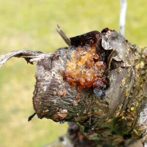 Abgebrochener Kirschbaumast mit Gummifluss.