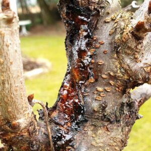 Großflächiger Gummifluss an einem Kirschbaumast.