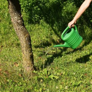 Jemand gießt mit einer grünen Gießkanne einen Obstbaum auf einer Wiese.