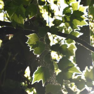 Blätter der Platane im Gegenlicht mit Staub