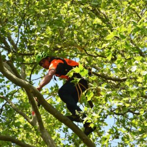Baumkletterer in der Krone einer Platane
